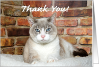 Regal Siamese mix cat Thank You for your Thoughtfulness card