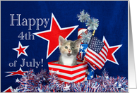 Calico kitten happy 4th of July card