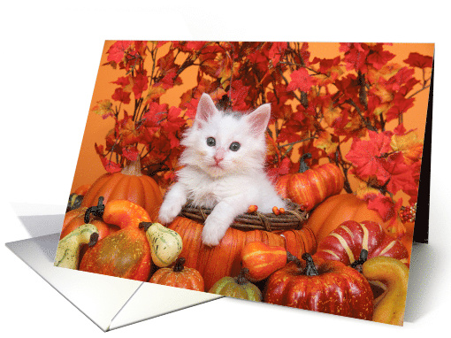Autumn harvest kitten Thanksgiving wishes card (1480764)