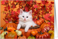 Autumn harvest kitten Thanksgiving wishes card