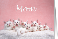 Many kittens happy Mother’s Day Mom card