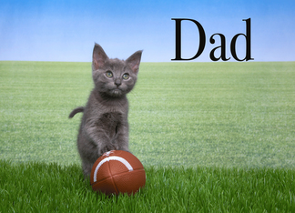 Football kitten...