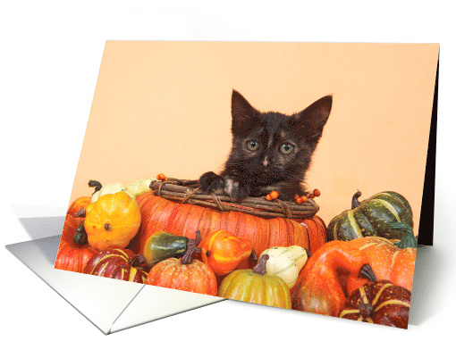 Tortie tabby kitten happy Thanksgiving card (1486448)