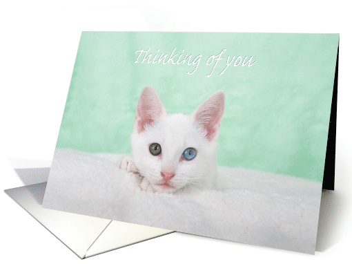 White kitten Thinking of you card (1489696)