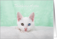 White kitten Thinking of you card