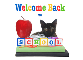 Kitten welcome back to school from teacher