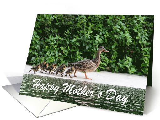 Mama duck with ducklings following Happy Mother's Day card (1490710)