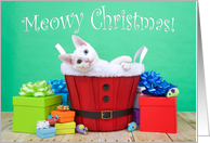 White kitten with heterochromia Festive Meowy Christmas card