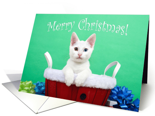 White kitten with heterochromia Merry Christmas card (1492588)