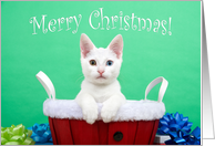 White kitten with heterochromia Merry Christmas card