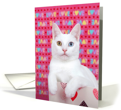 Valentine's Day white kitten with love card (1512068)