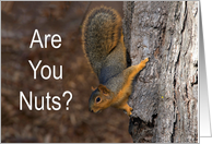 Are You Nuts Happy Valentine’s Day card