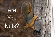 Are You Nuts Happy...