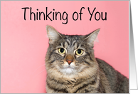 Adorable tabby Thinking of You card