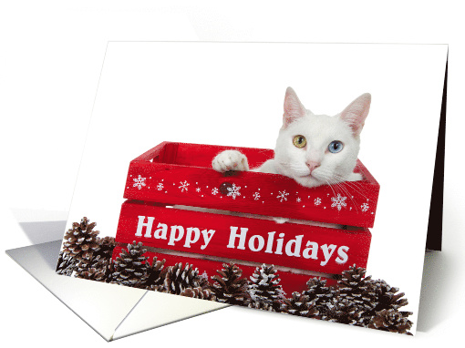 Heterochromia Kitten Happy Holidays card (1539110)
