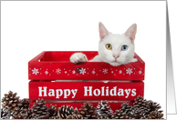 Heterochromia Kitten Happy Holidays card