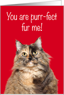 Punny Love You Tortie Cat card