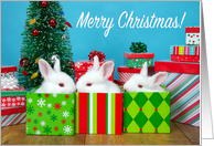 Baby Bunnies Merry Christmas card