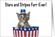 Stars and Stripes Patriotic 4th of July kitten card