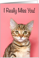Sad Kitten Missing You card