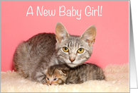 Mom cat with baby Congratulations New Baby Girl card