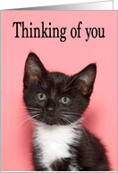 Tiny Tuxedo Kitten Thinking of You card