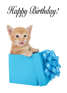 Kitten in a present...