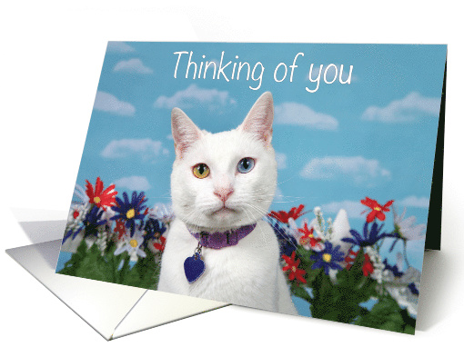 Heterochromia Kitten Thinking of you card (1581094)