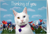 Heterochromia Kitten Thinking of you card