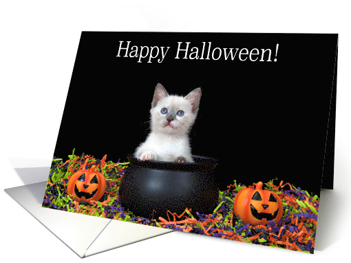 Siamese kitten in a witches' cauldron Happy Halloween card (1581822)