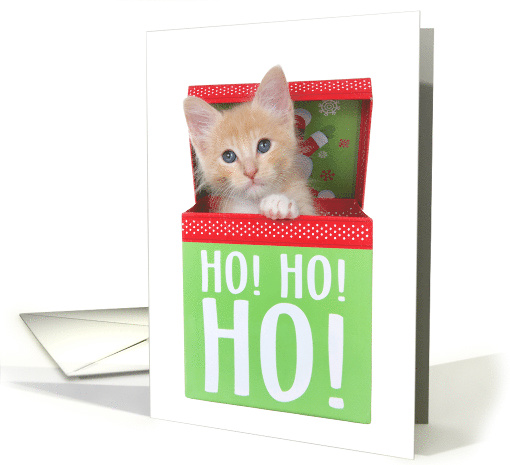 Ho Ho Ho Orange Tabby Kitten Merry Christmas card (1582506)