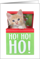 Ho Ho Ho Orange Tabby Kitten Merry Christmas card