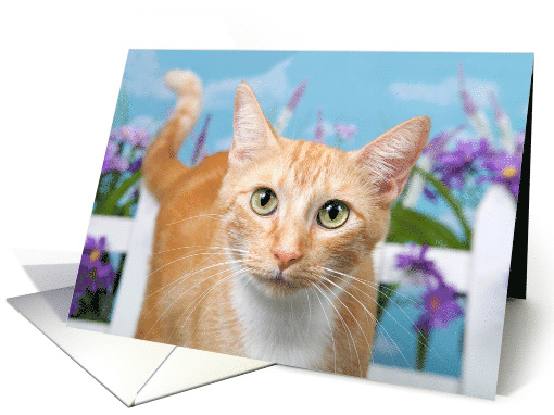 Orange tabby cat feline well get well wishes card (1583410)