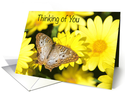 Elegant White Peacock Butterfly Thinking of You blank message card