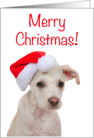 Terrier Puppy Merry Christmas card
