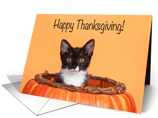 Kitten Happy Thanksgiving from a Distance Coronavirus Pandemic card