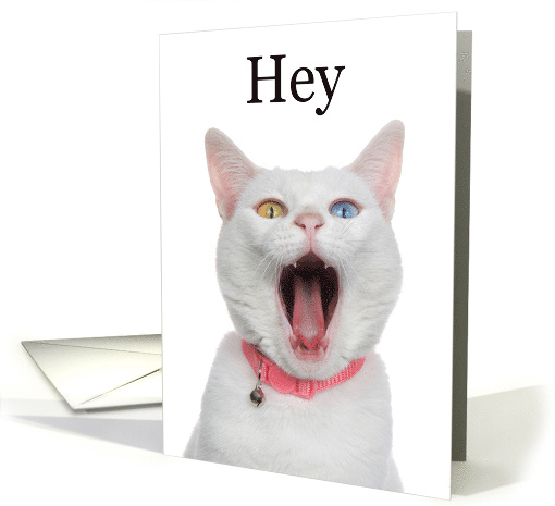 Hey Where Have You Been I Miss You Funny White Cat card (1651140)