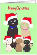 Merry Christmas Cats and Kittens wearing Santa Hats card