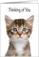 Adorable Wide Eyed Tabby Kitten Thinking of You card