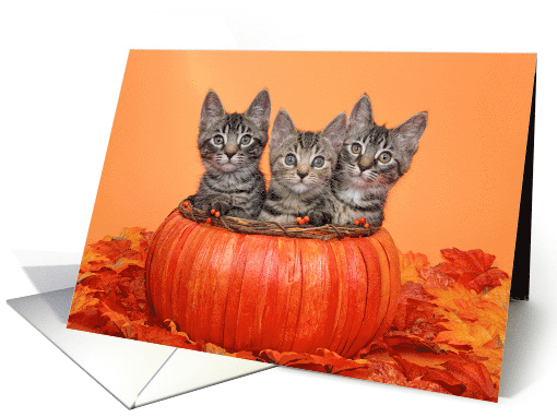Kittens in a Pumpkin Basket with Autumn Leaves Happy Thanksgiving card