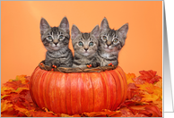 Kittens in a Pumpkin...