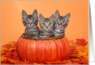 Kittens in a Pumpkin Basket with Autumn Leaves Happy Thanksgiving card