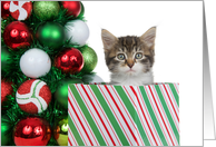 Kitten Peeking out of Present by Tree Merry Christmas card