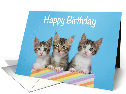 Happy Birthday from All of Us Kittens Peeking Out of a Present card