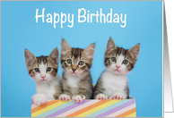 Happy Birthday from All of Us Kittens Peeking Out of a Present card