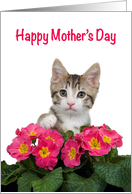 Happy Mother’s Day kitten reaching over Bouquet of Pink Flowers card