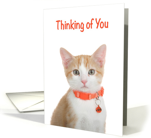 Orange and White Tabby Kitten Thinking of You card (1734242)