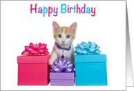 Orange and White Tabby kitten with Presents Happy Birthday card