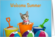 Calico Kitten peeking out of Sand Bucket with beach balls and sand card