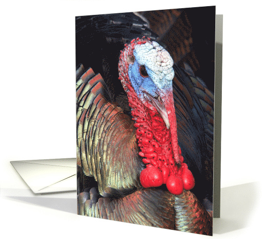 Portrait of a Colorful Turkey Happy Thanksgiving card (1794186)